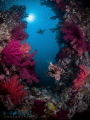Location: Red Sea
Olympus OMD-EM5, 
Nauticam Housing 
Inon z240 x2
Copyright all Rights reserved. Mandatory credit with image use: © 2016 Christian Llewellyn.
