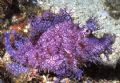 Lacey Scorpion Fish.