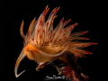Dondice banyulensis