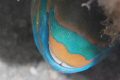 Parrotfish sleeping.