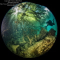 Diver and fish under tree