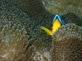 Hiding in an anemone.