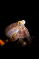 The Octopus with the Blue Tattoo