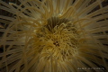Glowing tube worm