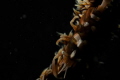 SPECTRE. 
everybody has seen this critter and photo.. tried some dramatic lighting effects for a little difference.