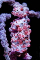 Pigmy seahorse