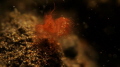 algae shrimp