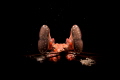 Lisa's Mantis Shrimp