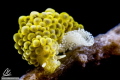 Doto Ussi with eggs. I loved the texture of the ceratas of this kind of Doto, every different angle of the strobe reveals a new pattern. The eggs, with their white and texture offer a nice contrast. All of it in the size of few mm!