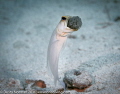 Male jaw fish incubating the eggs.