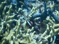 Anemone fish looking out.