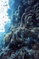 a eel hide in the rocs