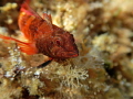 pretty goby