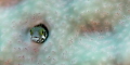 A secretary blenny checking out it's surroundings
