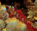Female blenny ready for the relay race holding the flag