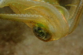 Olympus TG3, Inon Z240 strobe. f6.3, 1/200, iso200. Nightdive