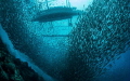 Swarmed