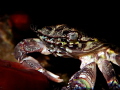 colorful crab