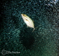Hunting
This image was taken at Devils' Grotto.  I had hoped that a tarpon was coming through the hole in the silversides, but I got this Bar Jack instead. I was happy with it anyway.