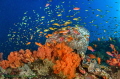 Pescador Island