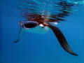 Manta Ray in Hanifaru Bay, Baa Atoll taken with Olympus TG1. The sun appeared through the clouds causing the mantas reflection while this gentle giant glided past me.