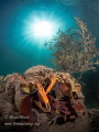 Spider crab under sunlight , babbacombe bay u.k