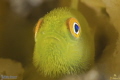 Hairy goby in Lembeh