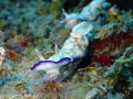 Nudi Train