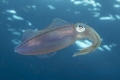 Reef squid, Molasses Reef, Key Largo, Florida. Shot withing the Key Largo National Marine Sanctuary with a Canon 7D MK II in an Ikelite Housing. Canon 17-40 lens (zoomed to 40mm) and lit with two Ikelite 125 strobes.