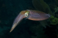 Reef Squid, Molasses Reef, Key Largo, Florida.