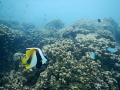 Masked bannerfish swimming by.