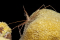Yellowline Arrow Crab macro, Buddy Reef, Bonaire
