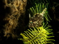 Filefish