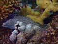 Whitemouth moray; Seychelles; Olympus TG1