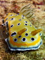 Twin sea slug (Goniobranchus geminus)
Olympus TG1
