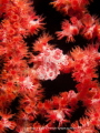 Pregnant pygmy on a blooming seafan