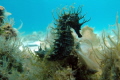 seahorse