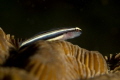 Sharknose goby resting on a coral brain in Bocas del Toro, Panamá.
Sony RX100 with subsee +10 diopter and two Sea&Sea YS-D1 strobes.
f11, 1/250, iso200.
