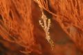 Ornate Ghost Pipefish. Similan Islands, Thailand. No photoshop etc, original photo.
