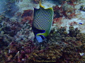 Emperor Angelfish doing a Headstand; Olympus TG1