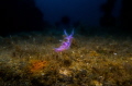 Nudi found on Tugboat Rosi in Cirkewwa Malta.