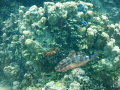 Fish trying to blend in with the coral.