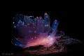 Cyerce elegans