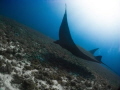 Black Manta @ Komodo