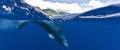 
Maui Keiki

This baby humpback whale was showing off in front of the West Maui Mountains.  

Maui Kieki taken under NMFS permit #10018 and 895-1450 during research activities pursuant to this permit