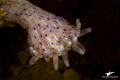Holding Hands
Dwarf Anemone, Gordon's Bay - South Africa