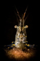 Snooted common prawn (Palaemon Serratus) shot in Bebek, İstanbul.