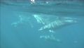 dolphins doing whaty they do