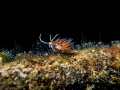 Nudi on shipwreck