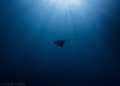 Spotted this ray in Mgarr ix-Xini on the island of Gozo...it was a friendly ray and kept swimming around us. Lovely dive!